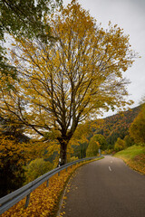 a mountain road during autumn with colorful trees