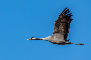 Kranich (Grus grus)