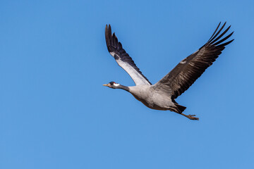 Kranich (Grus grus)