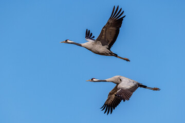 Kraniche (Grus grus)