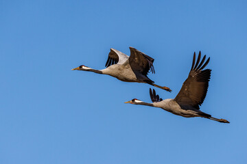 Kraniche (Grus grus)
