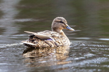 Stockente (Anas platyrhynchos) Weibchen