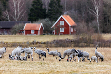 Kraniche (Grus grus)