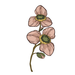 A beautiful hand-drawn  illustration of a single pink  flower orchids with a long stem. This artistic drawing of a blossom is perfect for stickers, cards, posters, and other graphic design projects