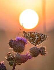 A butterfly with mottled wings perches on a purple flower, silhouetted against a brilliant sun in an amber sky