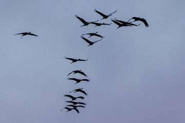 Kraniche (Grus grus)