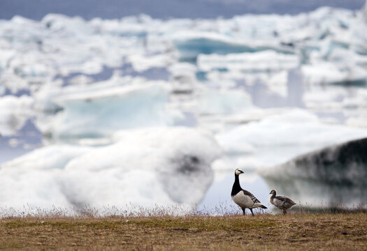 View of barnacle geese standing on grassy land with mist rising near glacial icebergs floating on water, Jokulsarlon, Sveitarf&Atilde;&copy;lagi&Atilde;&deg; Hornafj&Atilde;&para;r&Atilde;&deg;ur, Iceland.