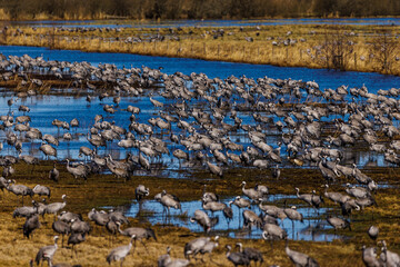 Kraniche (Grus grus)