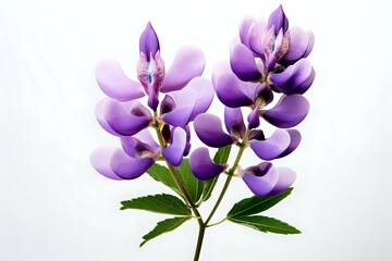 Elegant purple lupine flowers with green leaves isolated on white background, botanical macro photography showing delicate petals and natural details.