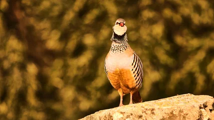 Selbstklebende Fototapeten Mediterranes Europa red legged partridge rooster, Alectoris rufa, on stone wall, close   © meyblume