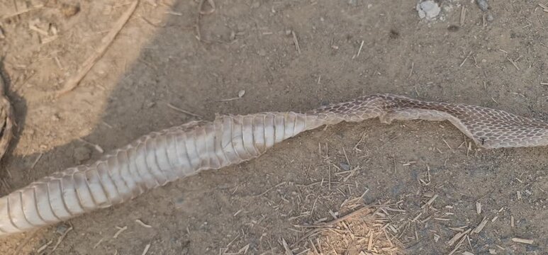 a shed snake skin, or exuviae, discarded on the dry earth in a natural environment.