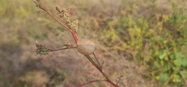 Detailed Macro Shot of a Praying Mantis Egg Case Attached to a Plant Stem
