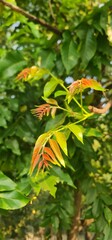 New Fresh Leaves Growing on Tree Branch with Natural Green Background in Sunlight