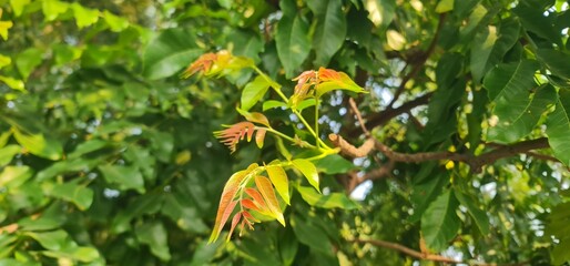 New Fresh Leaves Growing on Tree Branch with Natural Green Background in Sunlight