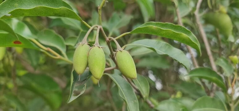 Close-up of Bakul (Spanish Cherry) fruits amidst green foliage in a tropical setting