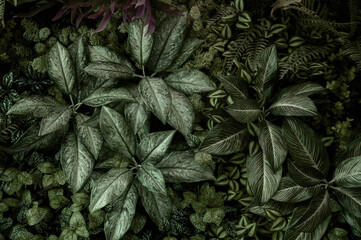 Leaves in the park concept dark green black background image(PHOTO)	
