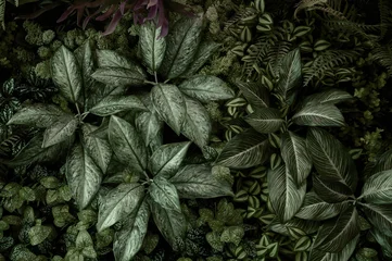 Fototapete Wohnzimmer Leaves in the park concept dark green black background image(PHOTO)    © eakarat