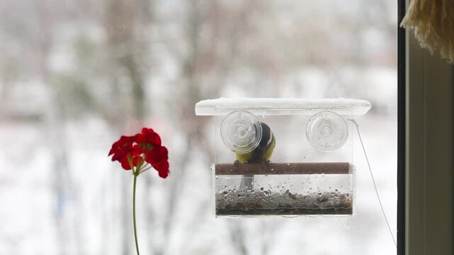 titmouses on a plastic bird feeder