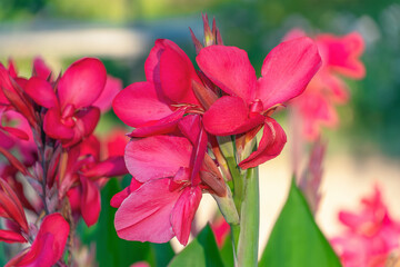 Vibrant pink canna lilies blooming in sunlit garden. Canna hybrida Rodigas