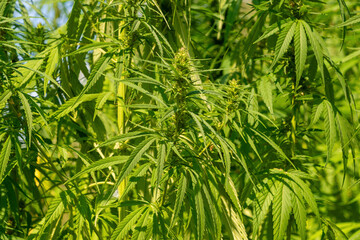 Lush green cannabis plants in sunlight