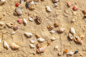 Various seashells scattered on sandy beach shoreline
