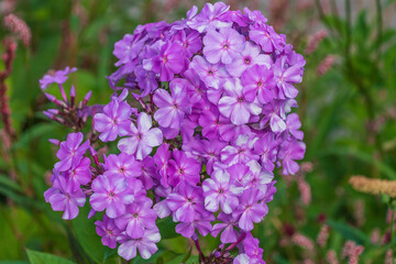 Vibrant cluster of pink phlox flowers in blooming garden