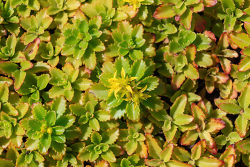 Close-up of vibrant green sedum with yellow blossoms in sunlight. Phedimus kamtschaticus, the orange stonecrop