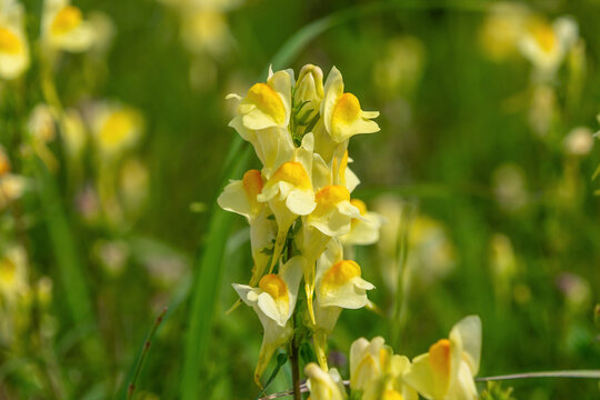 Yellow and orange flowers blooming in lush green field. Linaria vulgaris, the common toadflax