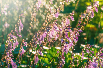Sunlit purple flowers in vibrant green garden setting with bokeh effect. Hosta sieboldii, the small-leaved plantain lily, yard hosta