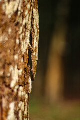 Camouflaged gecko blending seamlessly with the textured bark of a tree