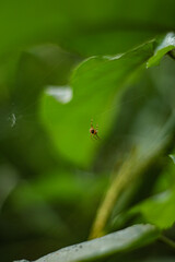 Small spider hanging on a web near a green leaf in the forest