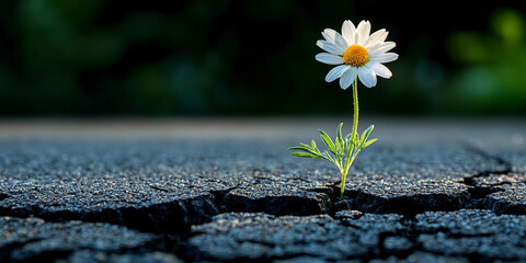 Daisy flower triumphs through cracked asphalt in urban setting Generative AI