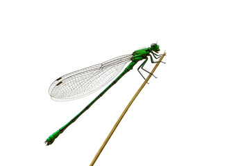 Isolated Emerald Spreadwing Damselfly resting on grass straw outdoor at daytime, insect wildlife macro