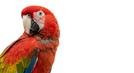 Close-up of a vibrant Scarlet Macaw with striking red, yellow, and blue plumage, isolated on a stark transparent background.