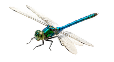A delicate dragonfly species known for its slender body and striking coloration, isolated on white or transparent background. PNG