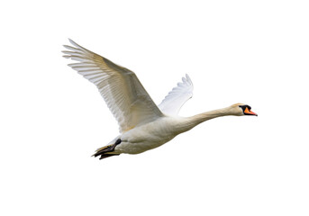 Isolated Mute Swan flying with outstretched wings against a bright clear backdrop ideal for design