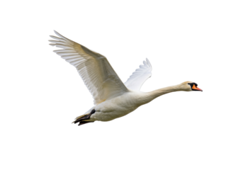 Isolated Mute Swan flying with outstretched wings against a bright clear backdrop ideal for design