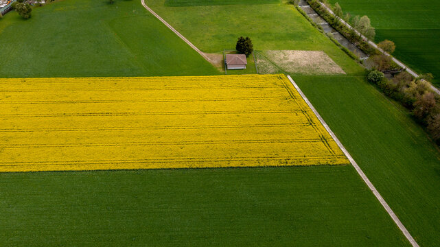 Aerial view of vibrant yellow and green fields create a patchwork quilt effect, punctuated by a small house and winding paths, Zurich, Switzerland.