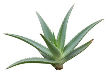 Isolated aloe vera plant, succulent with spiky leaves, tropical, medicinal properties