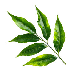 Fototapeta premium Vibrant Green Branch with Three Lush Leaves Displayed in Close-up View