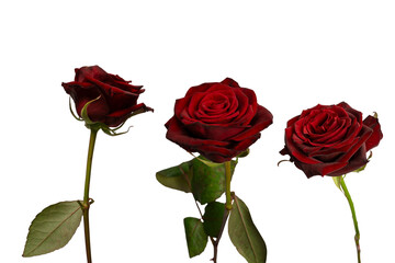 Beautiful red rose isolated on white background.