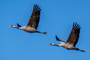 Kraniche (Grus grus)