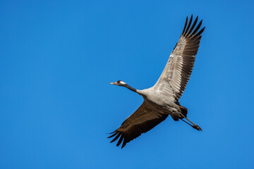 Kranich (Grus grus)