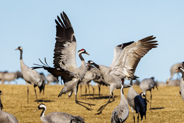 Kraniche (Grus grus)