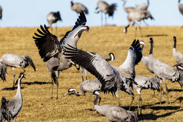 Kraniche (Grus grus)