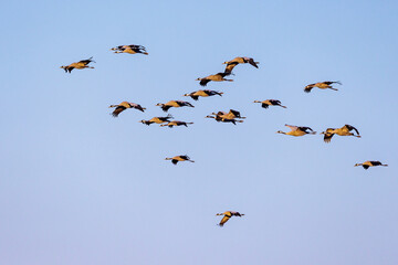 Kraniche (Grus grus)