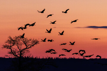Fototapeta premium Kraniche (Grus grus)