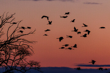 Kraniche (Grus grus)