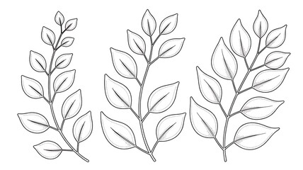 Three delicate hand drawn botanical illustrations of leafy branches with fine line detail in a minimalist style