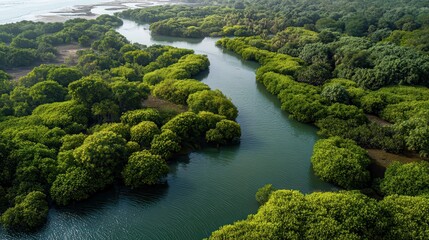 Aerial view of a winding river through lush green mangrove forest